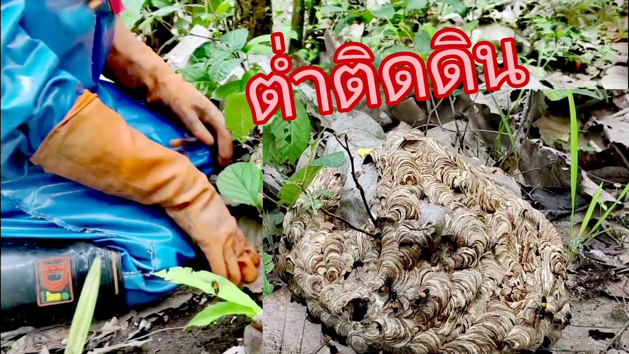 😲วันนี้หมานสุด​ๆรังใหญ่​ๆ​เต็ม​ๆ#พรานน้อยหาอยู่หากิน #ต่อหัวเสือ #วิถีชาวบ้าน 