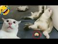 Watch These Hilarious Animals And Instantly Brighten Your Day! ✨
