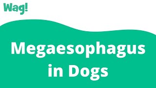 Megaesophagus in Dogs | Wag!