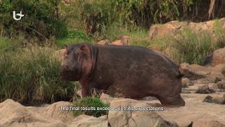 Hippos help African lakes breathe screenshot 3