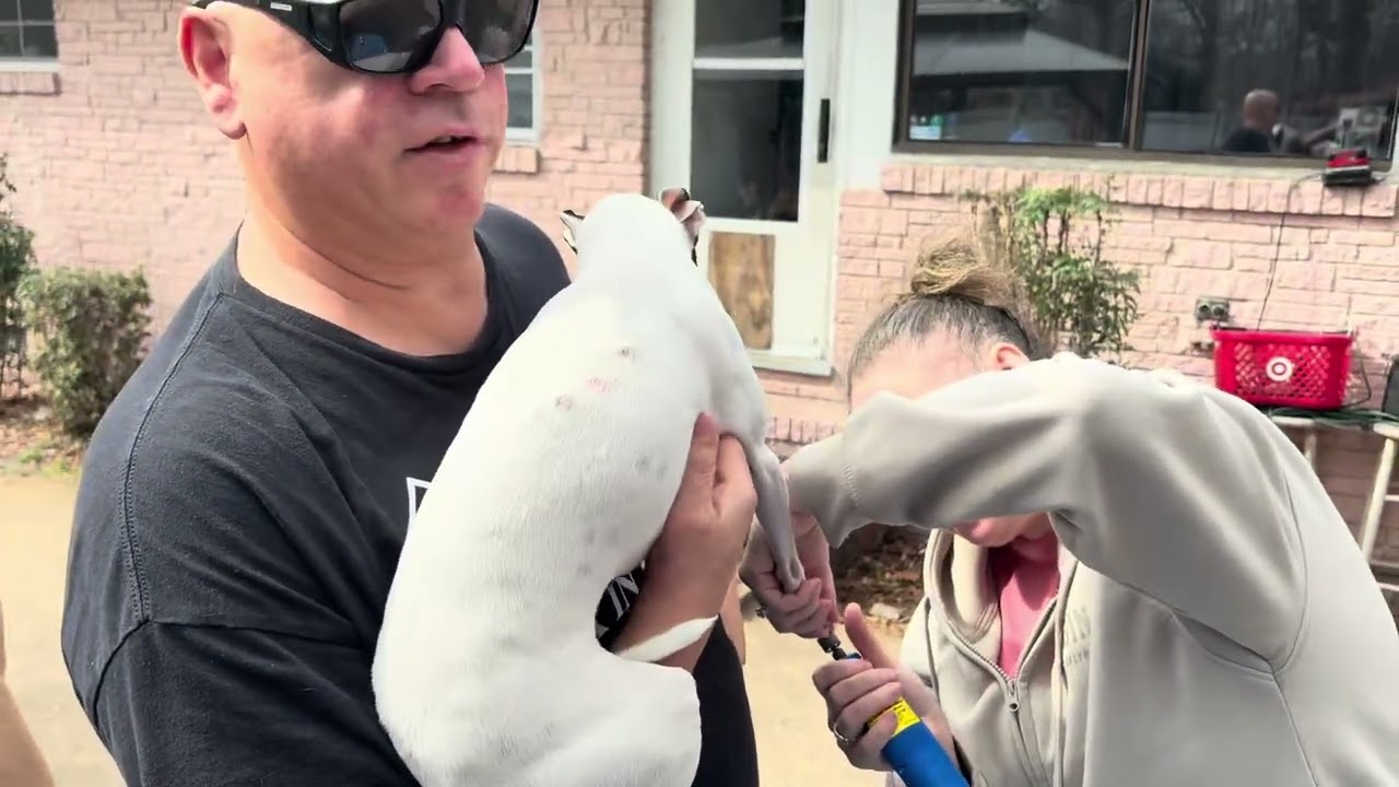 Doggy Spa day! Learn to do this yourself. We save over 1k/yr