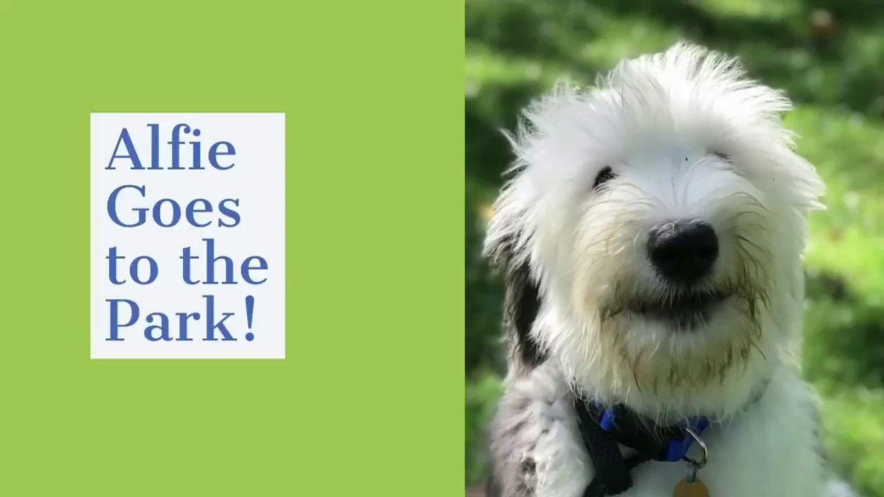 Old English Sheepdog Puppy Trains Stay, Come, Walk Nicely on a Leash by Rewarded Behavior Continues