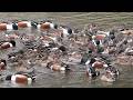 The 'Eye of the Storm' : Shovelers Form a Feeding Circle on the pond