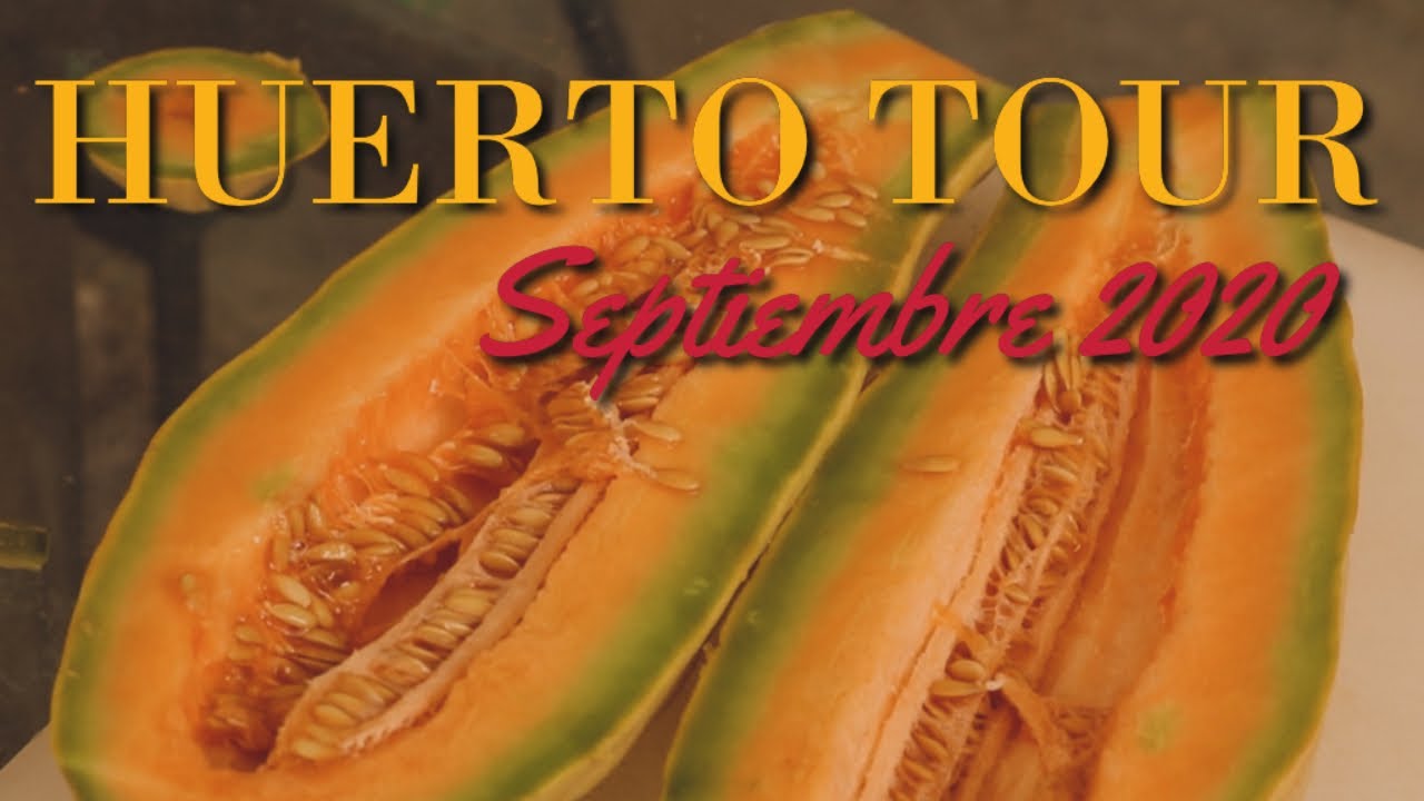 El Huerto en Septiembre 2020 - Control Biológico de Plagas, Cosecha de Melones - Huerto Tour