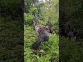 Gorilla Photography Experience #exploreuganda #adventuretravel #wildlife#duet