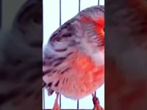 أنثى الكناري Canario Hembra Canari Femelle Female Canary قناری ماده θηλυκό καναρίνι Saka 