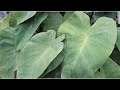 Heavy Rain and Hail Falling on Green Leaves with Thunder