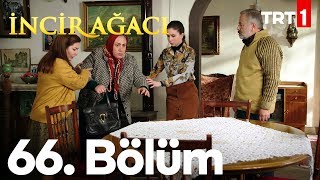 İncir Ağacı 66. Bölüm