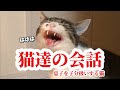 【おもしろ猫動画】飼い猫が長男を子分のように面倒をてくれる　しゃべる猫のおもしろ劇場