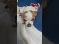 How Beautiful? cute puppy dog video #cutepuppy #Chihuahua #cutedog #funnydogvideos #cutepet