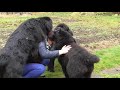 Newfoundland dogs kisses attack