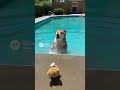 ぬいぐるみから変身わんこ🧸✨🐶 Stuffed Toy Transforms into a Dog#dog #cute #kawaii #funny #transformation #magic
