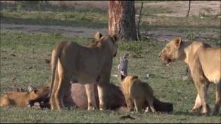 Safari Live : The Nkuhuma Pride with their Buffalo kill as seen on drive  Oct 31, 2016