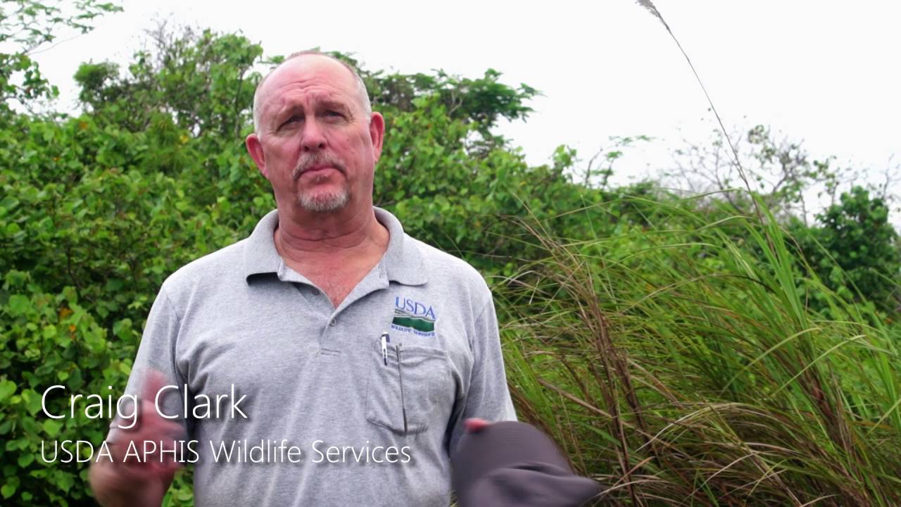Battling The Brown Treesnake Aerial Bait Drops On Guam Youtube