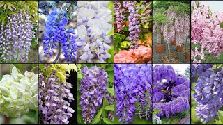 WISTERIA FLOWER VARIETIES - Plants Weekly