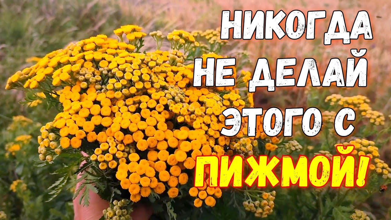 Что лечит ПИЖМА и как её правильно применять?