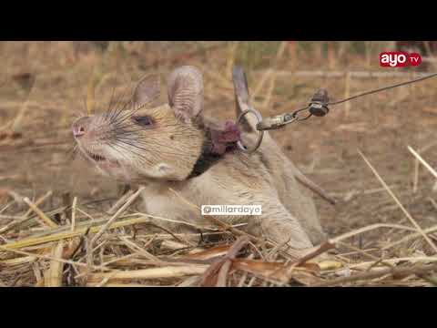 Video: Panya mkubwa zaidi duniani. Panya mkubwa zaidi