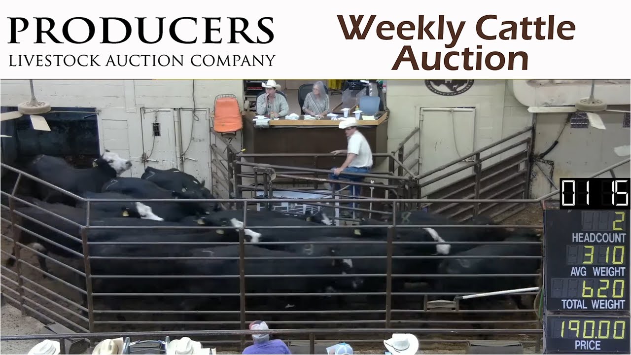 10-6-2022-producers-livestock-company-cattle-auction-youtube