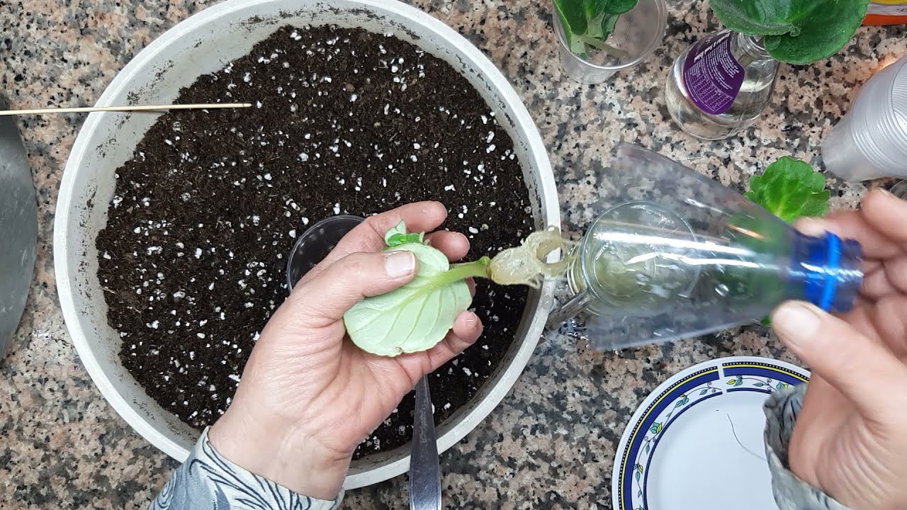 MENEKŞE YAPRAKLARI'NI SUDA KÖKLENDİRME İŞLEMİ NASIL YAPILIR ?  VE YAPRAK DİKİMİ  #menekşebakımı