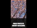 Forza Horizon 6: Cherry Blossom Trees Now Indestructible