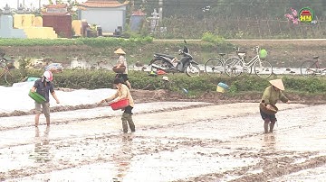 Nông dân tập trung ra đồng đẩy nhanh gieo cấy lúa xuân