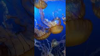 Jellyfish At Omaha Henry Doorly Zoo & Aquarium