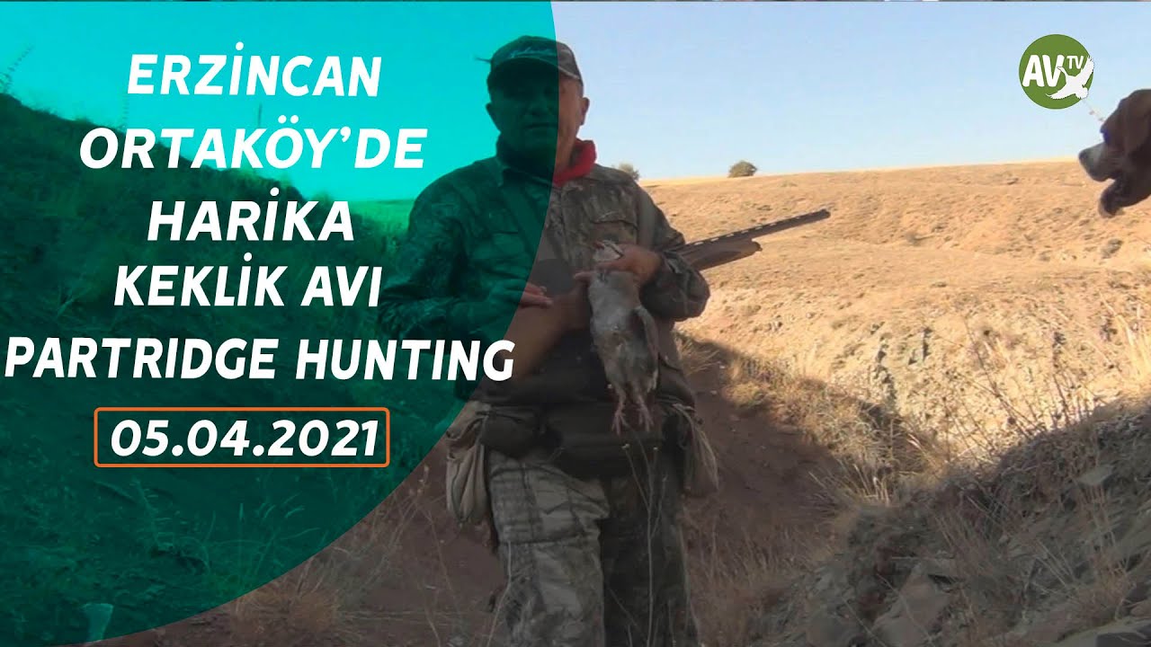 PARTRIDGE HUNTING  TEZCAN AVCILAR AVDA ERZİNCAN ORTAKÖY KEKLİK AVI