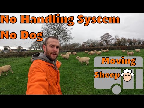 Moving sheep with no dog or handling facility. Sheep Herding