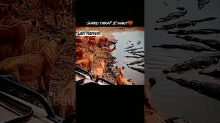 Httpsyoutubecomshortsh40gehtvmkmsi5yuok4 nupsgo0j