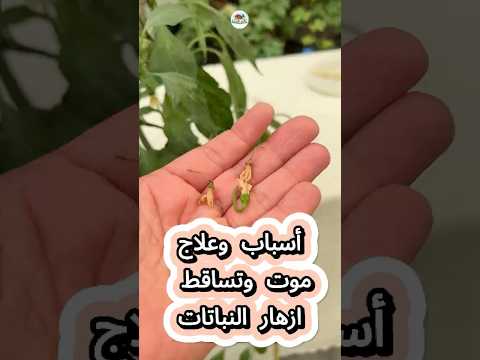 موت زهرة النباتات أسباب وعلاج موت وتساقط ازهار الفلفل والباذنجان والطماطم والخيار والشمام والبطيخ