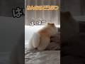 #めざましmediaみんなのどうぶつ #ポメラニアン #犬 #shorts