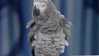 parrot talking bird african birds grey funny talks human being parrots amazing he animal smart weakest brains must spongebob precious