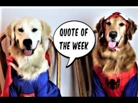 dogs-halloween-costumes-2019!