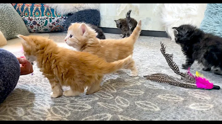 Video 11859421: norwegian forest cat, cattery, litter