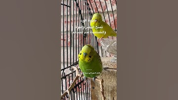 #سورة_هود #قرآن #عبدالباسط_عبدالصمد #مصر #العراق #اكسبلور #طيور #البادجي #quran #birds #budgies #us
