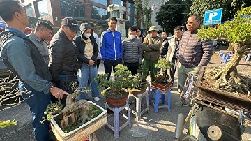 TẮC ĐƯỜNG VÌ CÂY, LOẠT BONSAI MINI ĐẸP MẮT MỚI TOANH RA CHỢ, THỂ NÀO CŨNG CHỐT