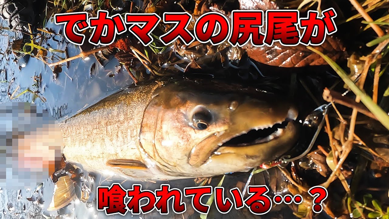 大増水の湿原河川で爆釣！大物が出たけど尻尾が・・・完璧にコツをつかんだ兄も爆。後編
