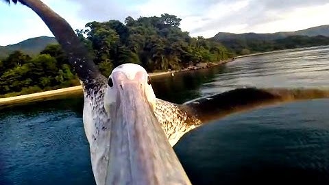 Saving Endangered Species Using Tech