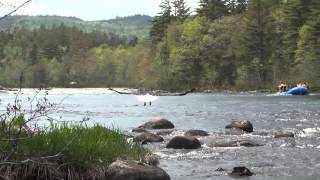 Bald Eagles and Whitewater Rafting on the West Branch Penobscot River