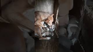 S.apbt.online-Pedigreesmodules?Namepublic&Fileprintpedigree&Dogid795357