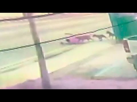Pack of dogs mauls man in northwest Miami-Dade, video shows