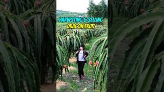 Harvesting & Selling Dragon Fruit #freshproduce #harvesting #sellingproducts