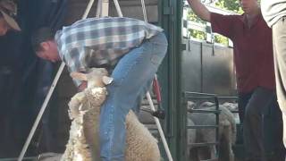 rylstone show 006.AVI