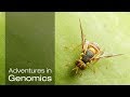 Les fruits de la recherche sur les mouches des fruits | Aventures en génomique Download Mp4