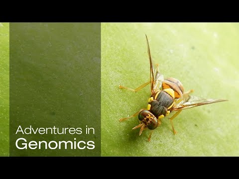 Video: Tephritid-mikrobielle Wechselwirkungen Zur Verbesserung Der Fruchtfliegenleistung In Programmen Für Sterile Insektentechniken