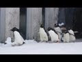旭山動物園 ペンギン色々な鳴き声