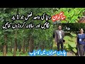 Sagwan tree farming in Pakistan || Saguan a highly profitable crop || Large but easy bussiness idea