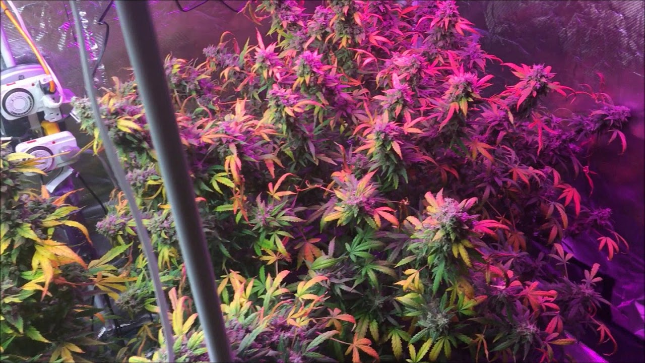 Stardawg & Gorilla Glue Auto Finale/ Cheese XXL & Lemon Zkittles Auto