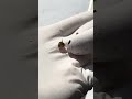 Removing the stinger from a dead giant hornet