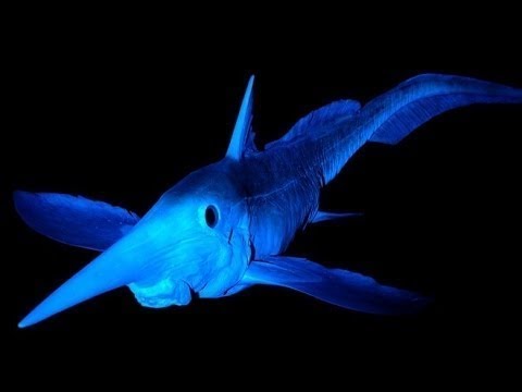 deep sea creature deep sea creature
